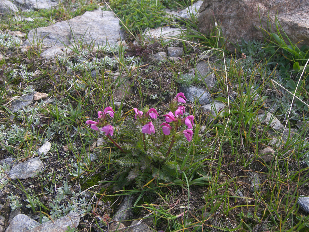 Изображение особи Pedicularis nordmanniana.