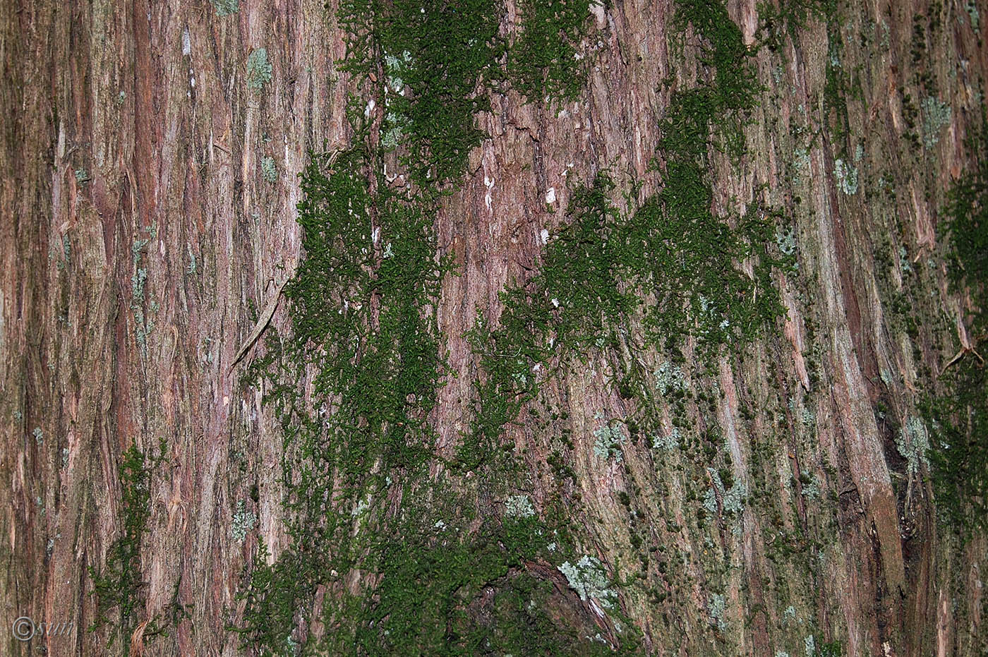 Изображение особи Sequoiadendron giganteum.