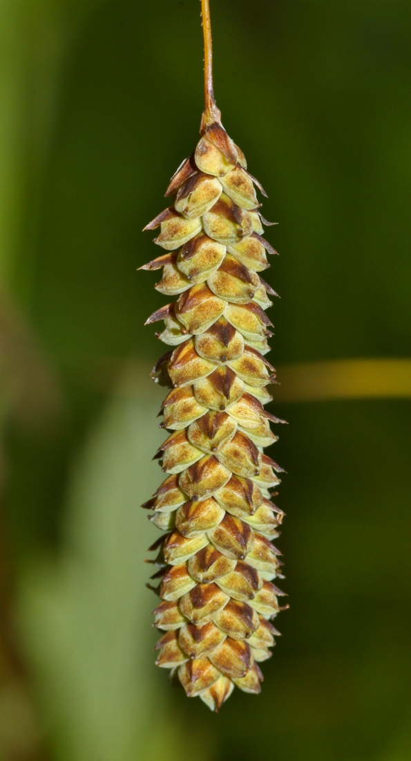 Изображение особи Carex suifunensis.