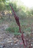 Amaranthus powellii