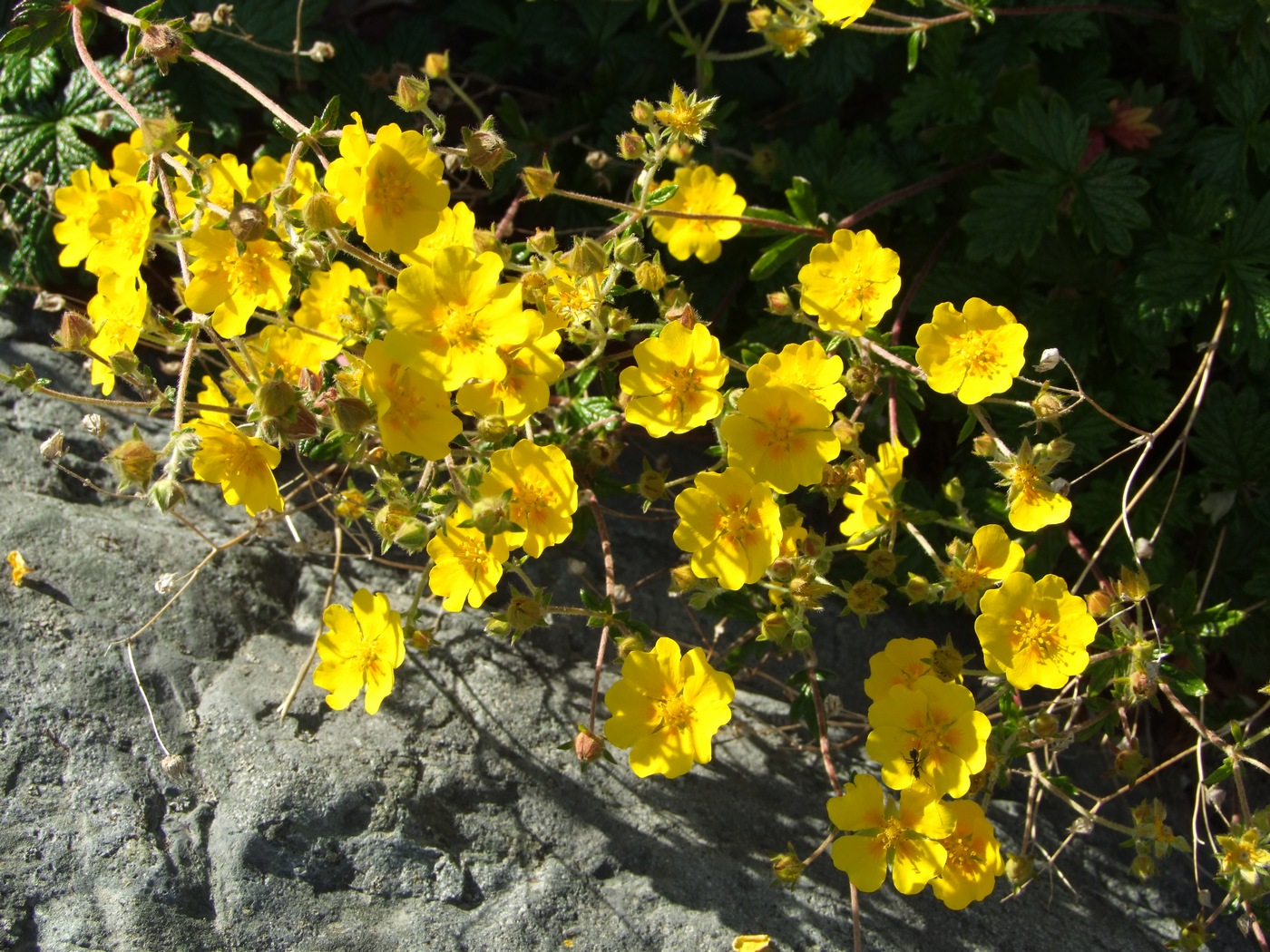 Image of Potentilla rupifraga specimen.