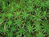 Polytrichum juniperinum. Верхушки побегов гаметофитов. Московская обл., Раменский р-н, окр. ж.-д. платформы Хрипань, смешанный лес у ЛЭП. 24.09.2005.