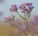 Tripolium pannonicum. Часть соцветия. Забайкалье, Даурский заповедник, Торейские озёра, злаково-разнотравная степь. 01.09.2015.