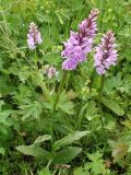 Dactylorhiza fuchsii. Цветущие растения. Красноярский край, Западный Саян, природный парк \"Ергаки\", выс. ок. 1600 м н.у.м., сырой луг. 08.07.2016.