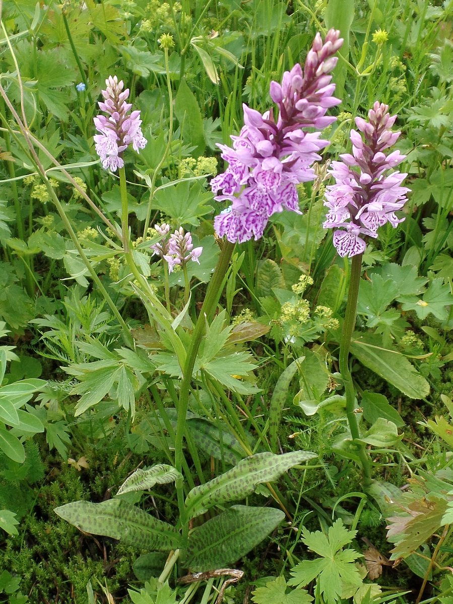 Image of Dactylorhiza fuchsii specimen.