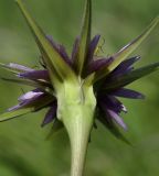 Tragopogon australis