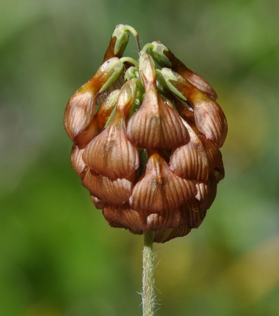 Image of Trifolium grandiflorum specimen.