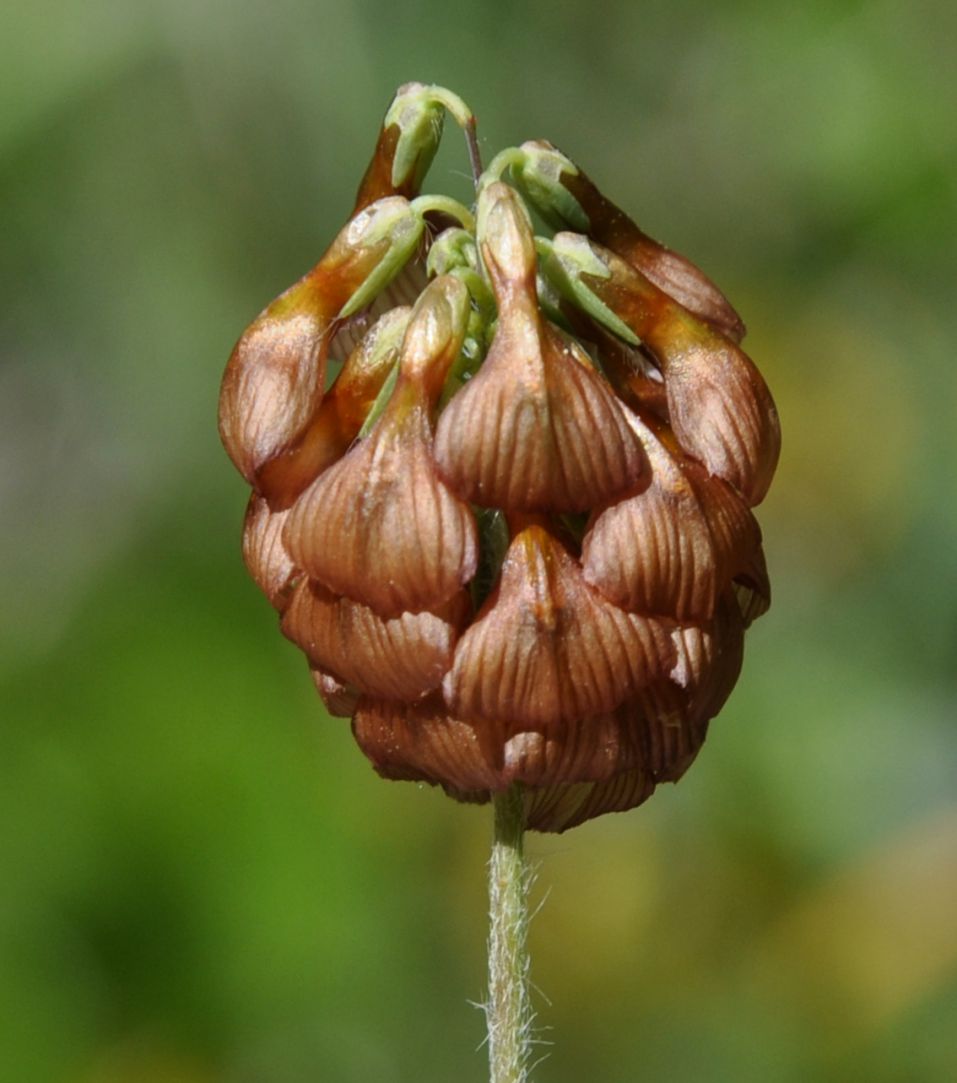 Изображение особи Trifolium grandiflorum.