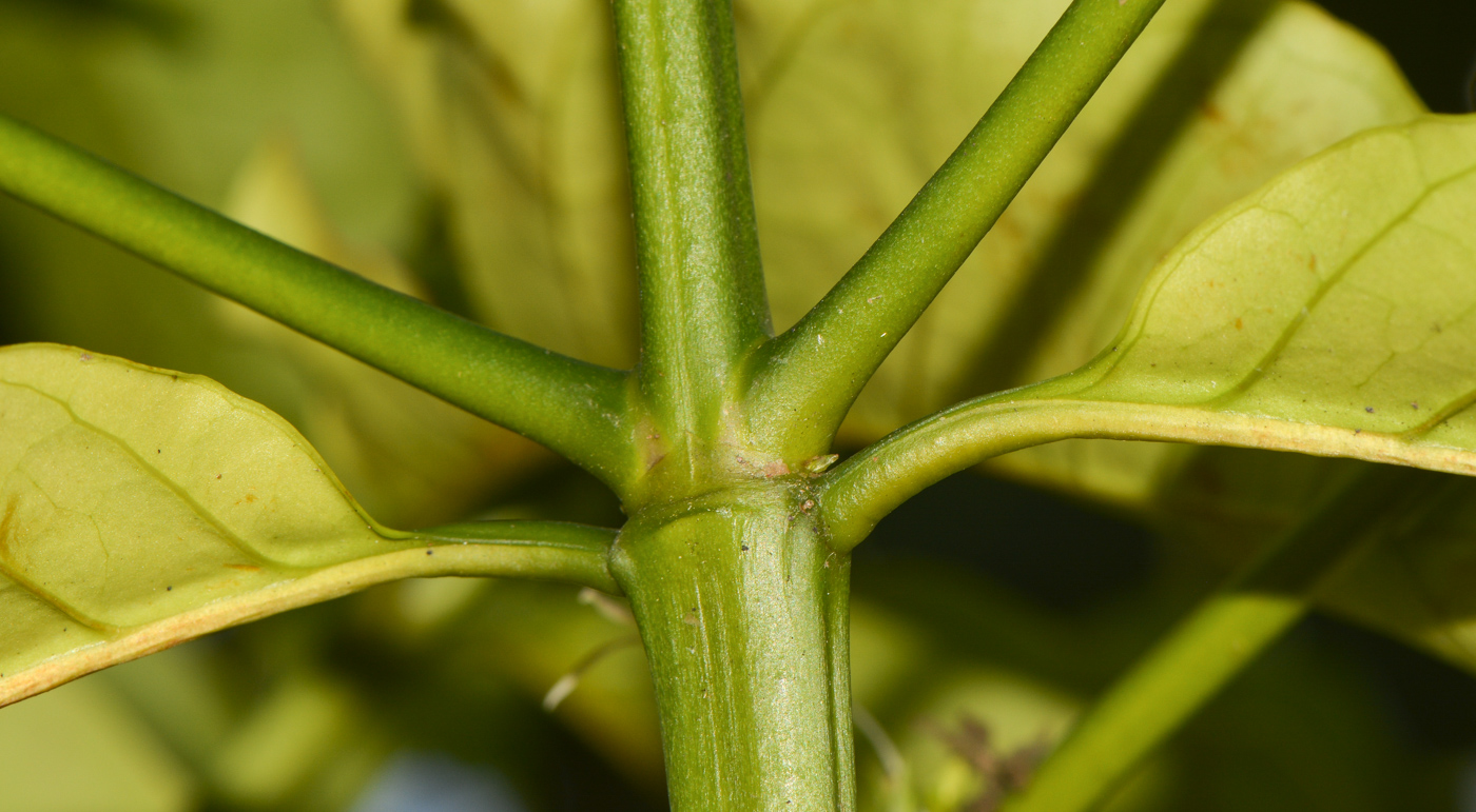 Image of Coffea arabica specimen.