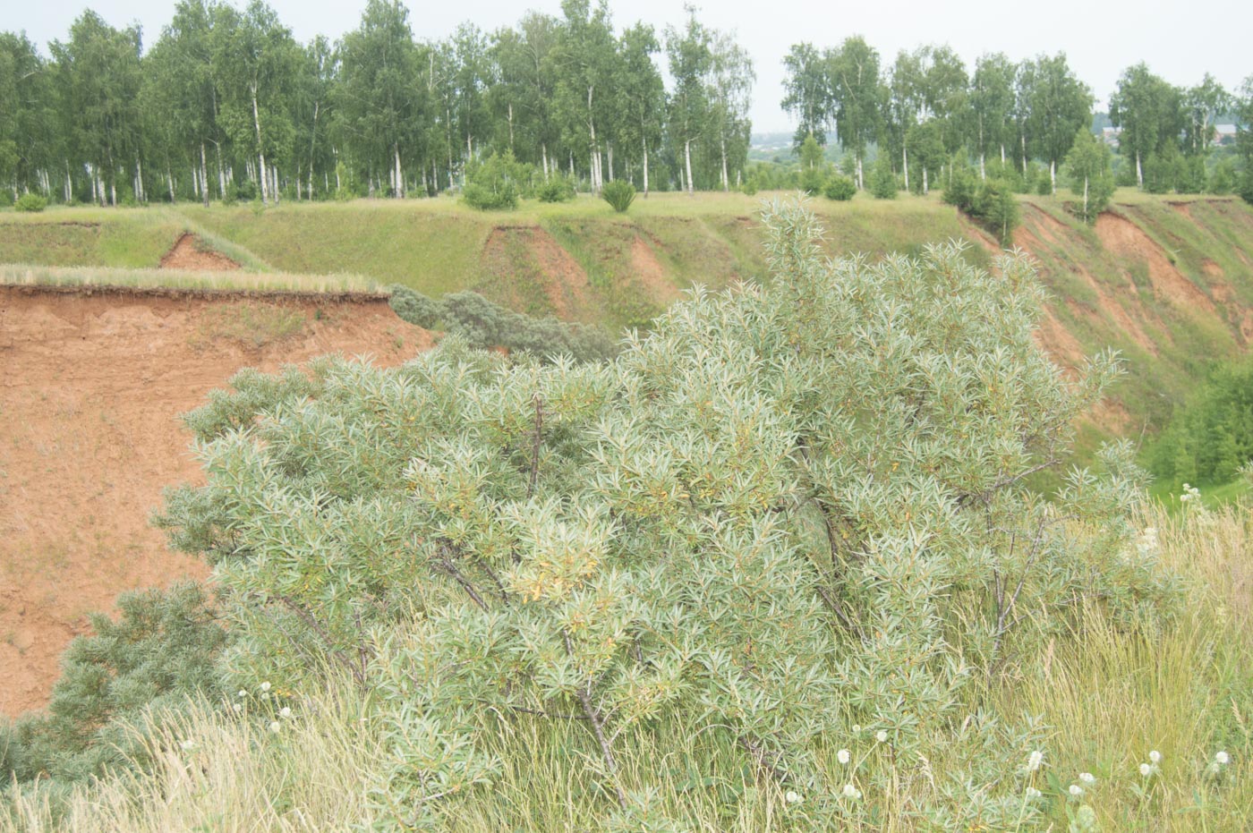 Image of Hippophae rhamnoides specimen.