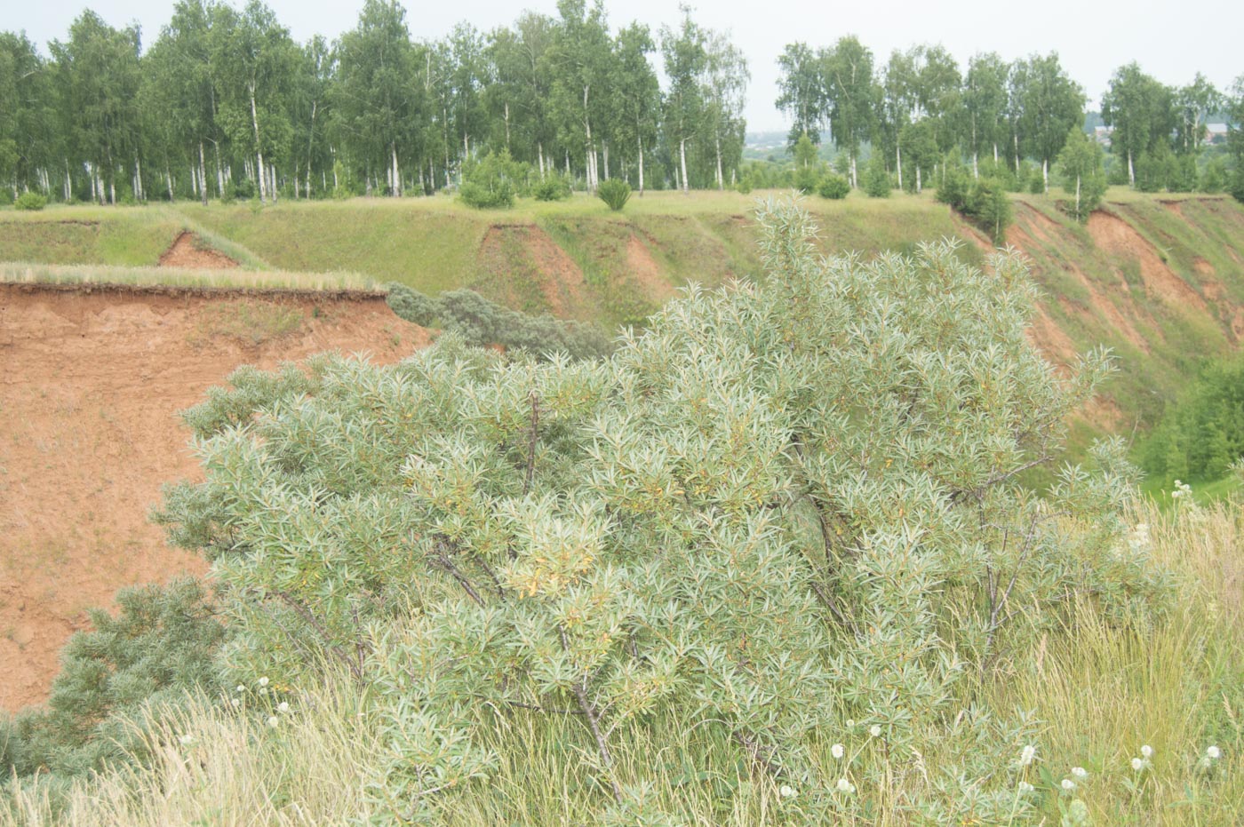 Изображение особи Hippophae rhamnoides.