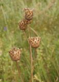 Centaurea adpressa