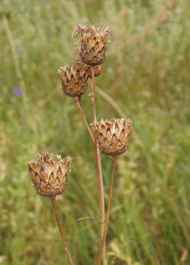 Image of Centaurea adpressa specimen.