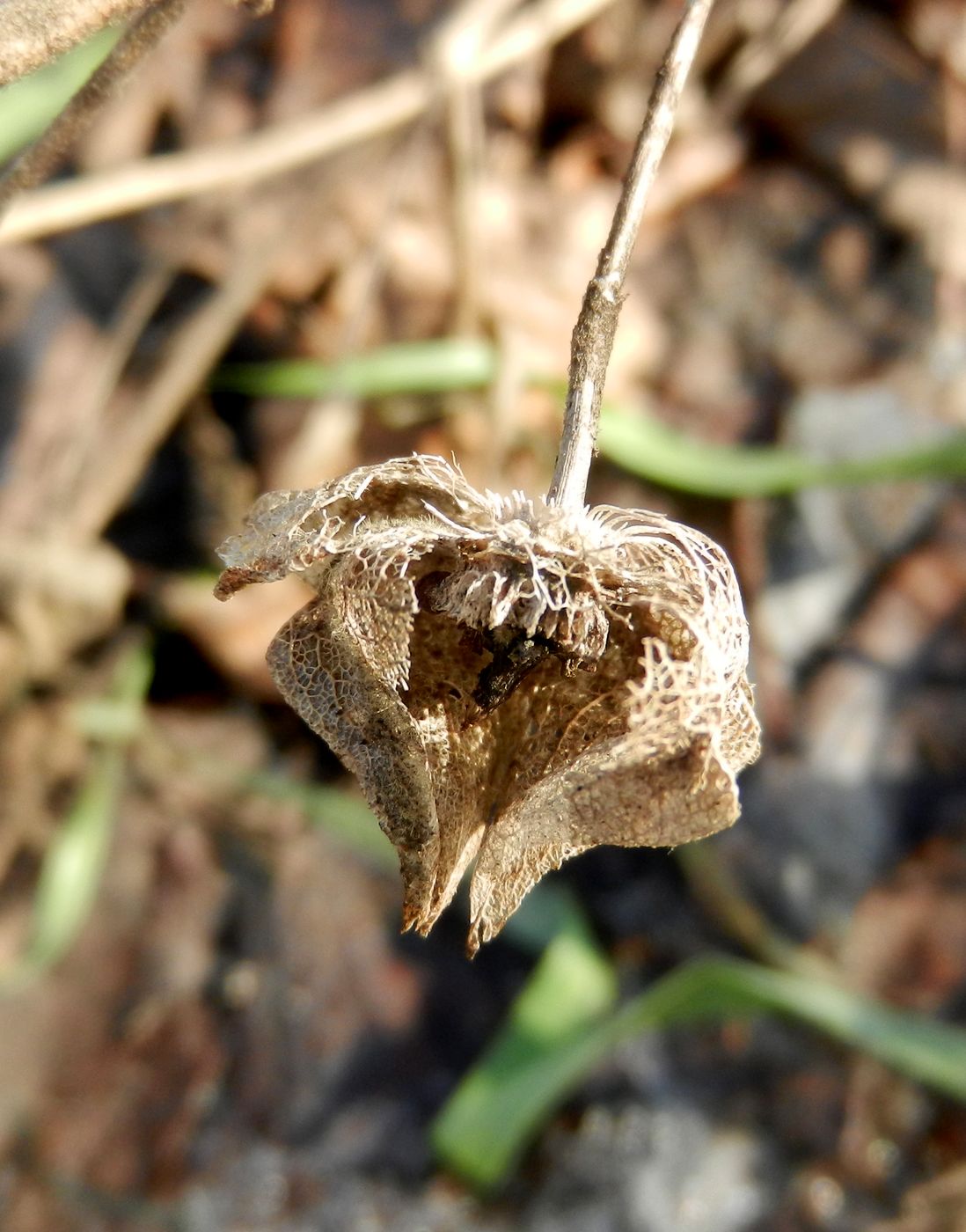 Image of Malva thuringiaca specimen.