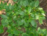 Rhododendron poukhanense