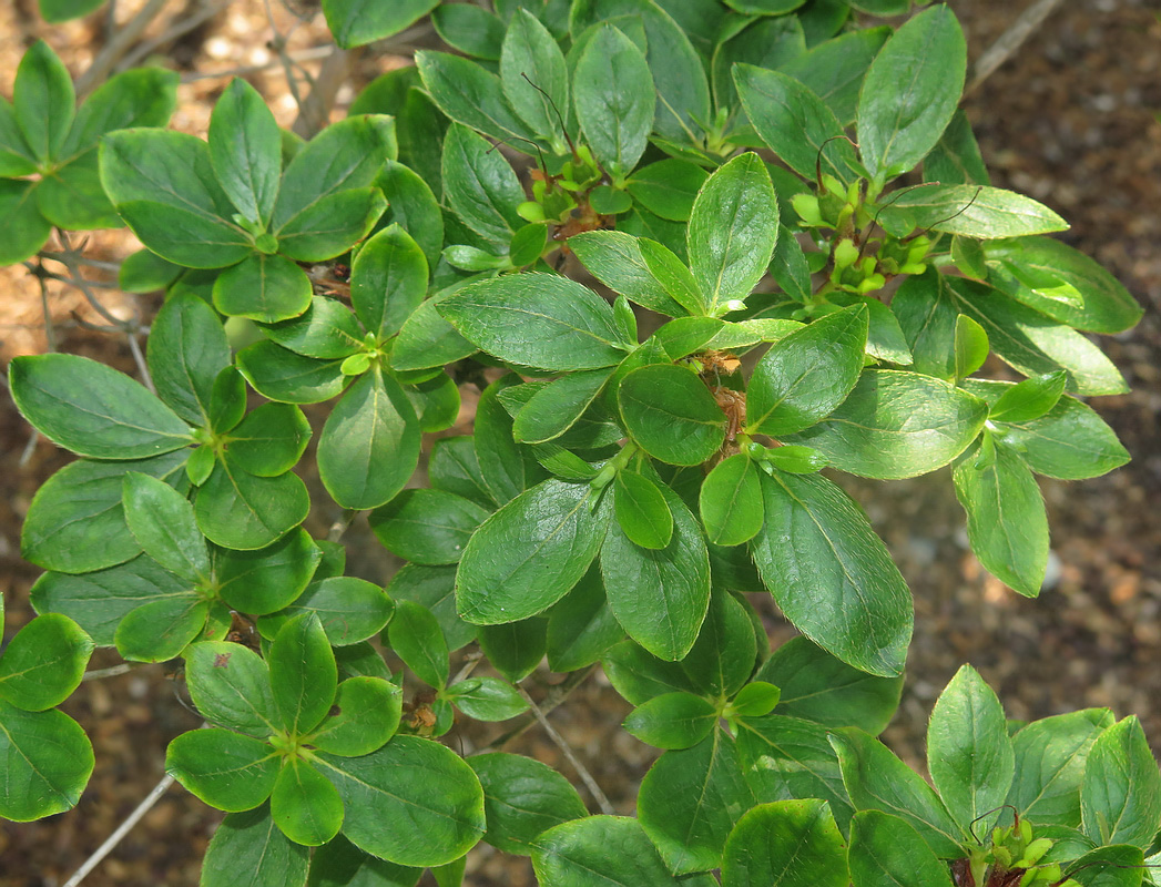 Image of Rhododendron poukhanense specimen.