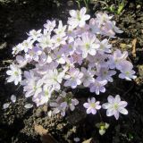 Hepatica nobilis. Цветущие растения (культивар). Беларусь, г. Минск, в культуре. 02.04.2017.