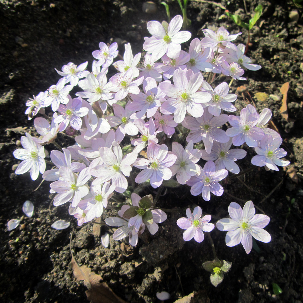 Image of Hepatica nobilis specimen.