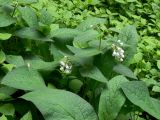 Symphytum caucasicum. Верхушки цветущих растений среди зарослей Галинсоги реснитчатой. Приморский край, г. Владивосток, Ленинский р-н, сквер политехников. 03.08.2016.