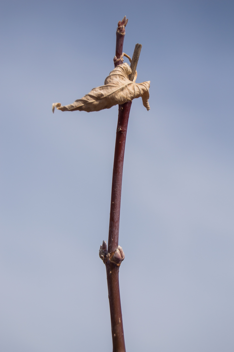 Image of Acer negundo specimen.