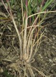 Agropyron pinifolium. Нижняя часть выкопанного растения. Краснодарский край, м/о город-курорт Геленджик, окр. пос. Светлый, щель Церковная, можжевелово-дубовое редколесье на юго-восточном склоне к водохранилищу. 6 мая 2017 г.