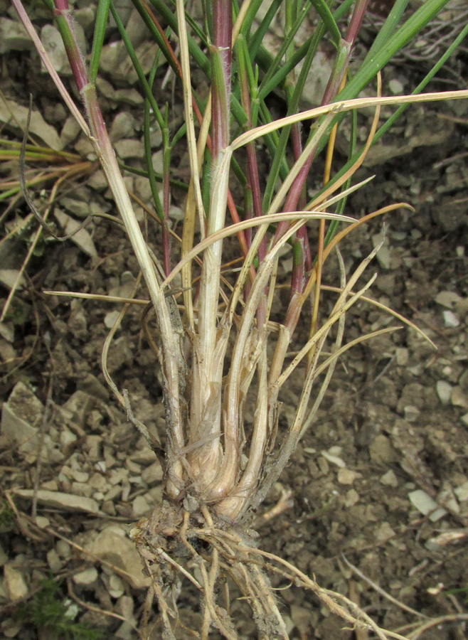 Image of Agropyron pinifolium specimen.