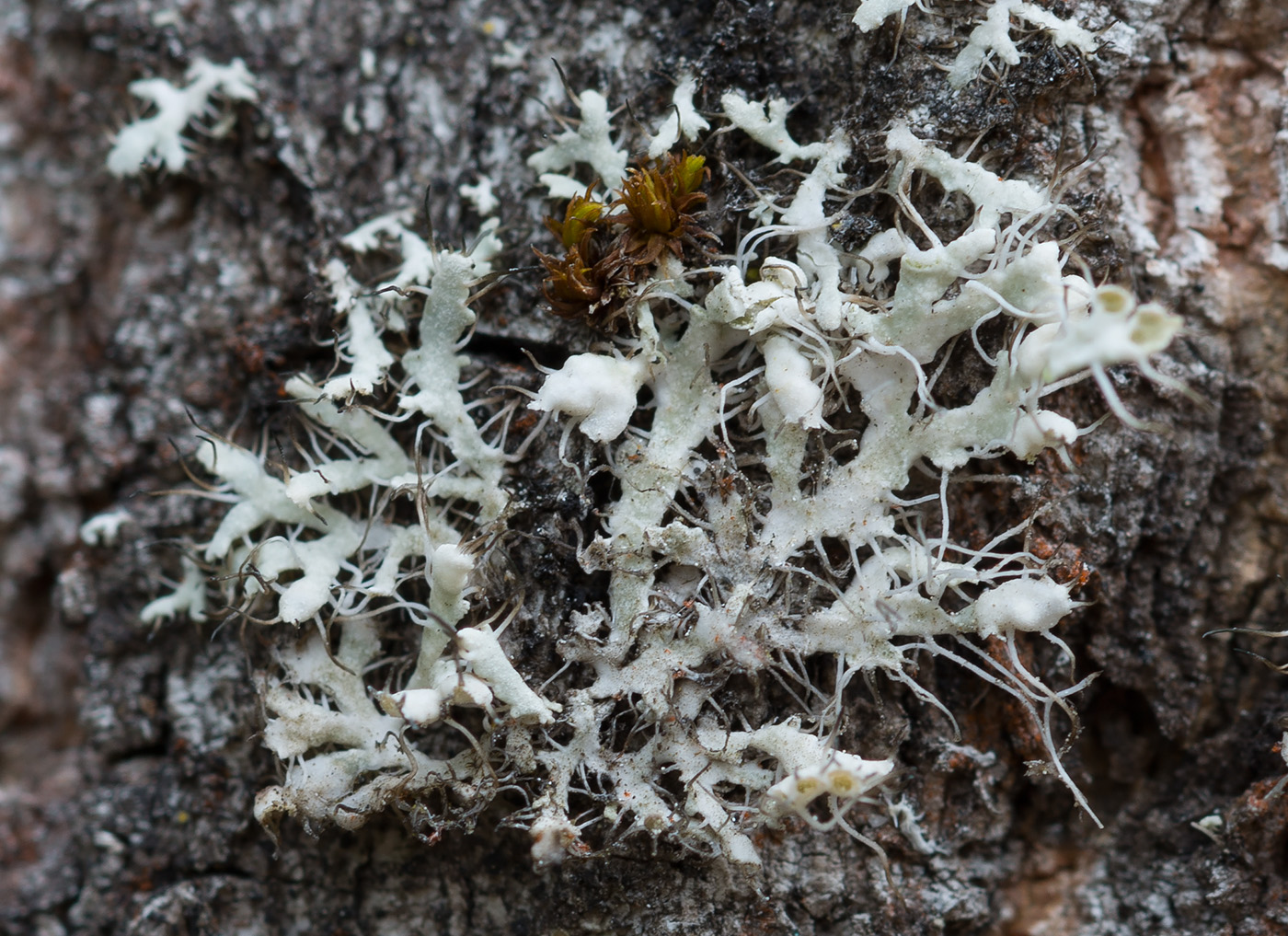 Image of Physcia adscendens specimen.