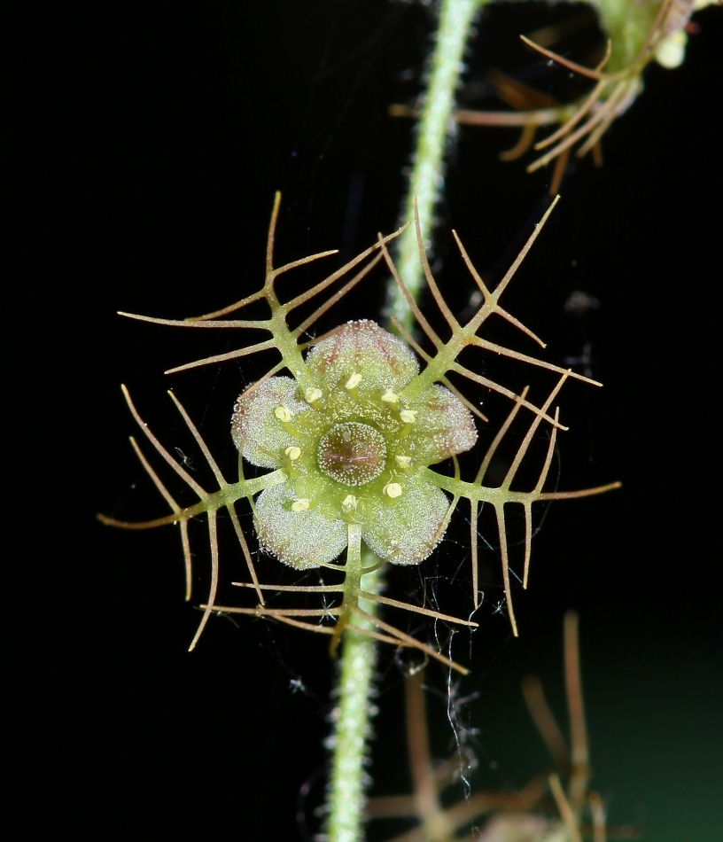 Image of Mitella nuda specimen.