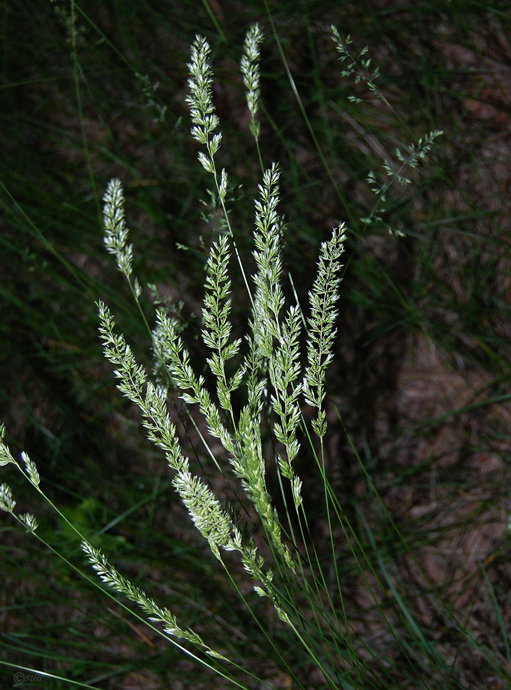 Image of Koeleria macrantha specimen.