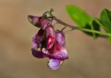 Lathyrus niger