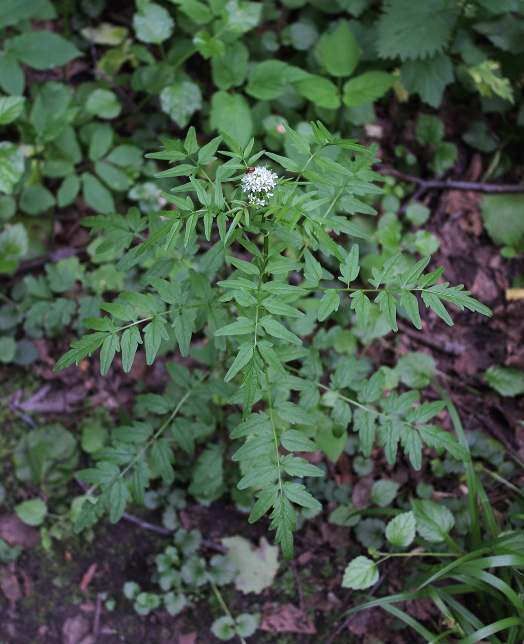 Изображение особи Cardamine impatiens.