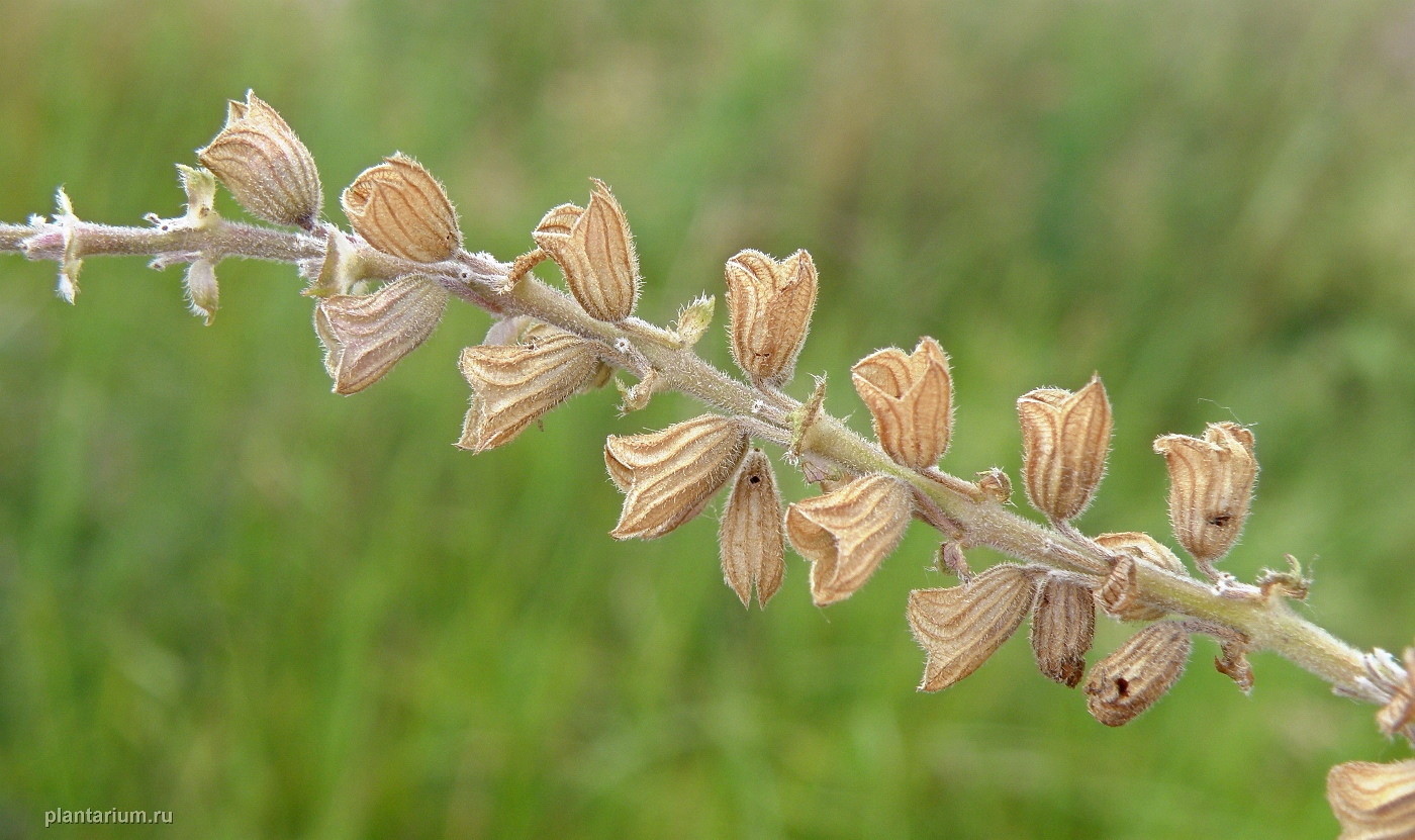 Изображение особи Salvia nutans.