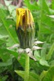 род Taraxacum