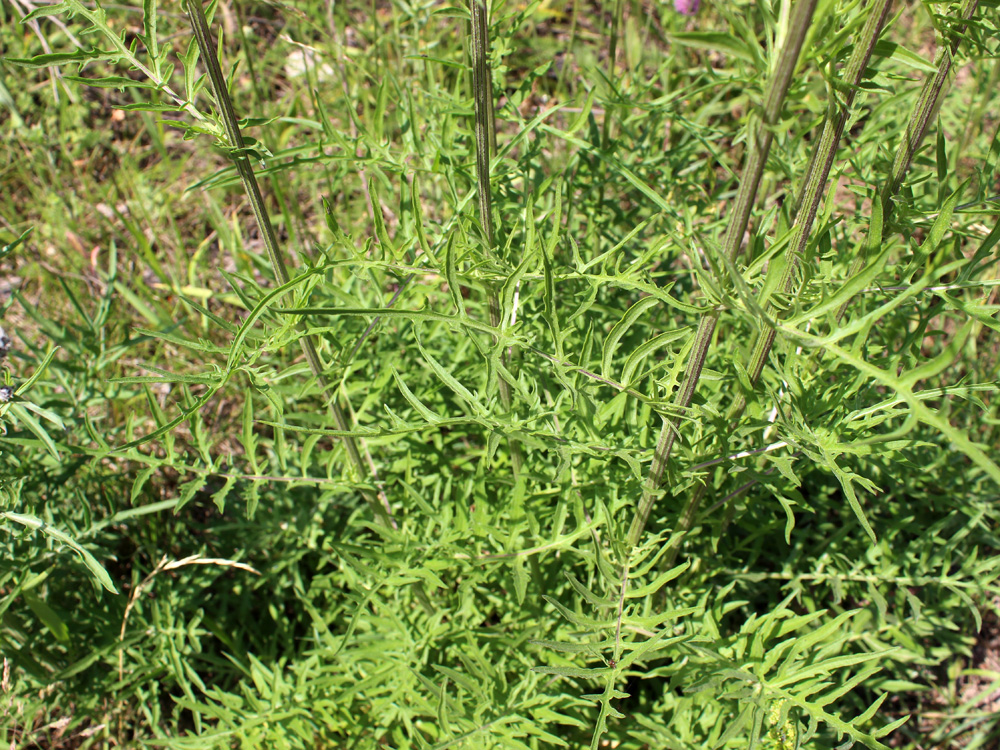 Image of Centaurea scabiosa specimen.