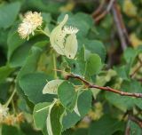 Tilia mandshurica