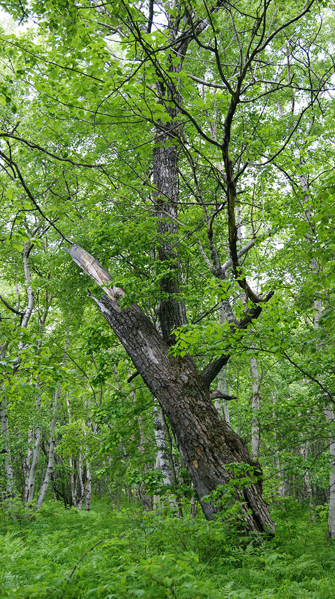 Image of Populus suaveolens specimen.