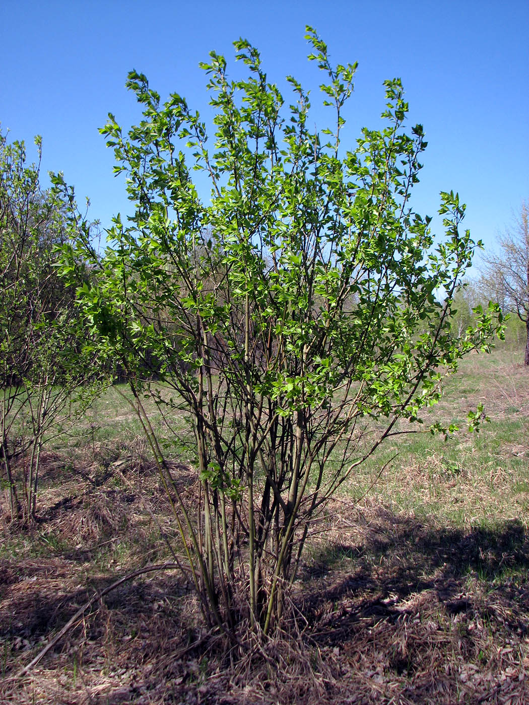 Изображение особи Salix caprea.