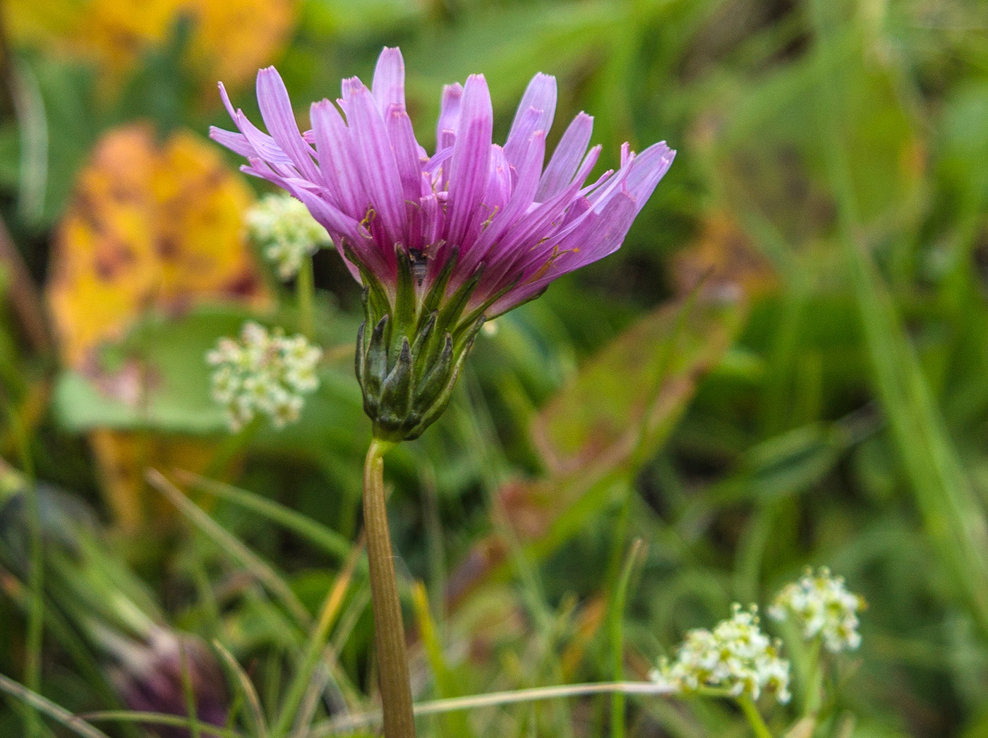 Изображение особи Taraxacum porphyranthum.