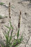 Alopecurus myosuroides