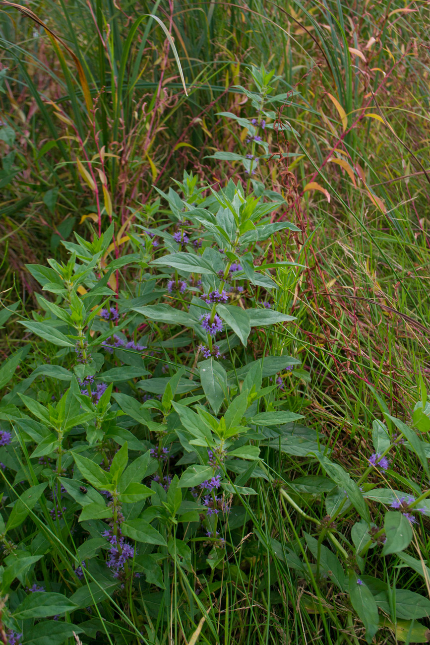 Image of Mentha canadensis specimen.