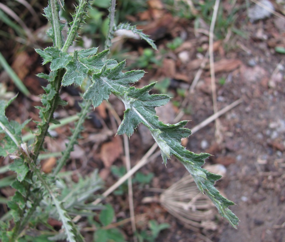 Image of Carduus laciniatus specimen.