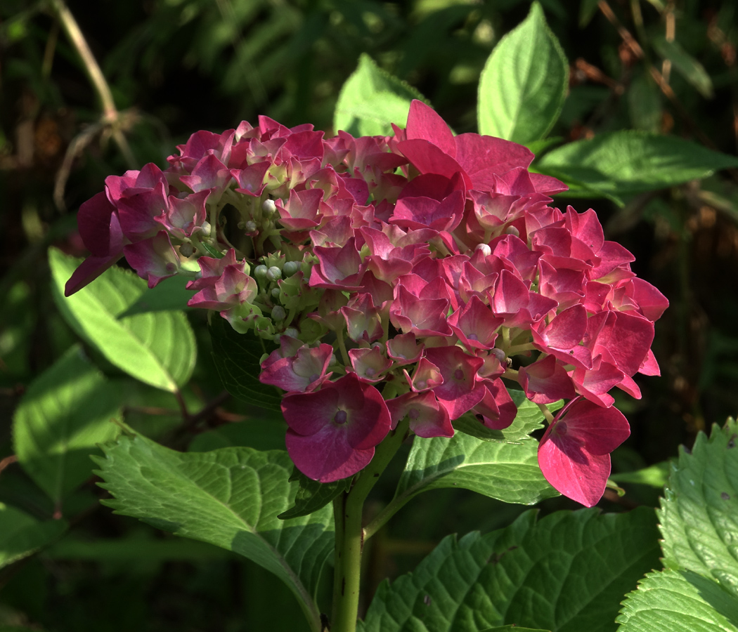 Image of Hydrangea macrophylla specimen.