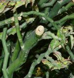 Euphorbia tithymaloides. Ветка со спиленной верхушкой. Израиль, впадина Мёртвого моря, киббуц Эйн-Геди. 24.04.2017.