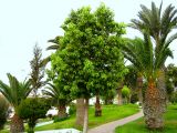 View full-size image Brachychiton populneus