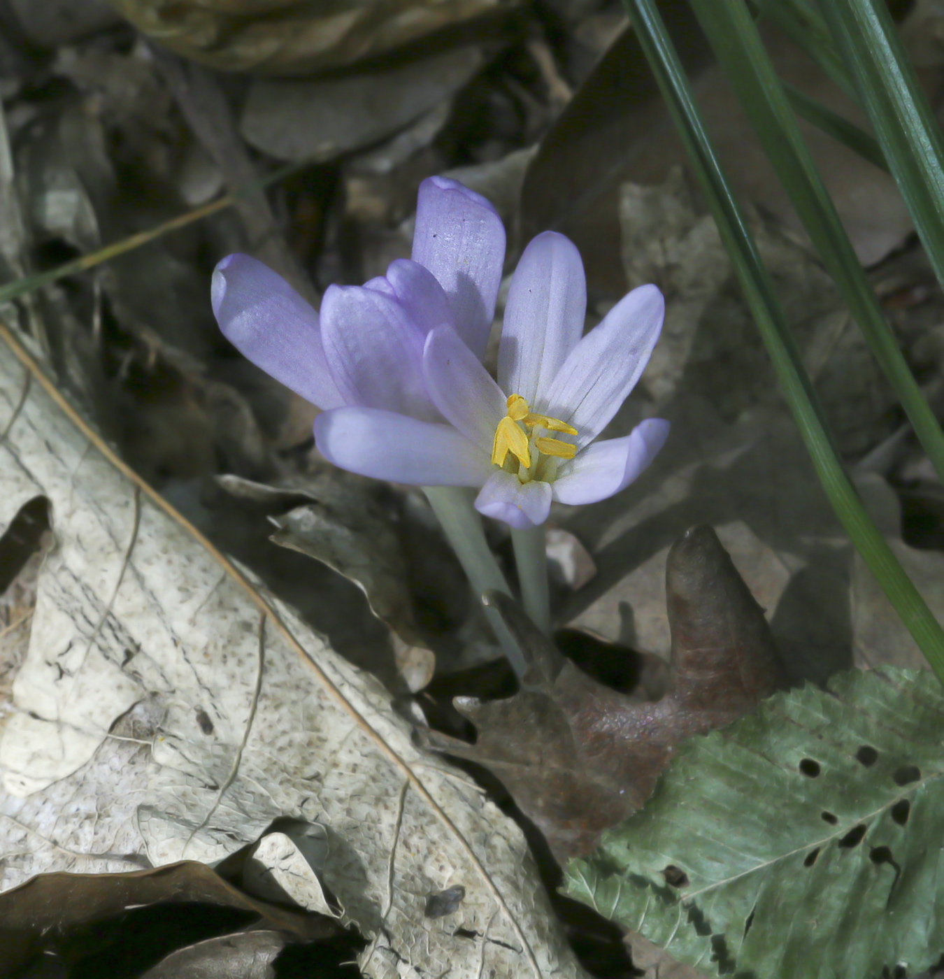 Image of Colchicum umbrosum specimen.