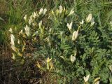 Astragalus reduncus. Цветущее растение. Крым, окр. Феодосии, хр. Биюк-Янышар, гора Джан-Куторан. 30 апреля 2010 г.