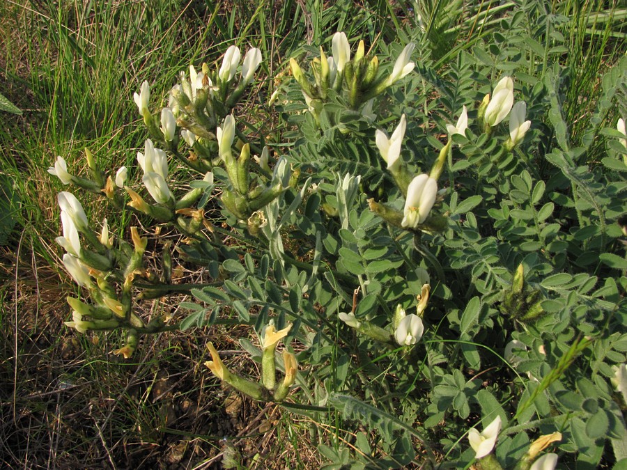 Изображение особи Astragalus reduncus.