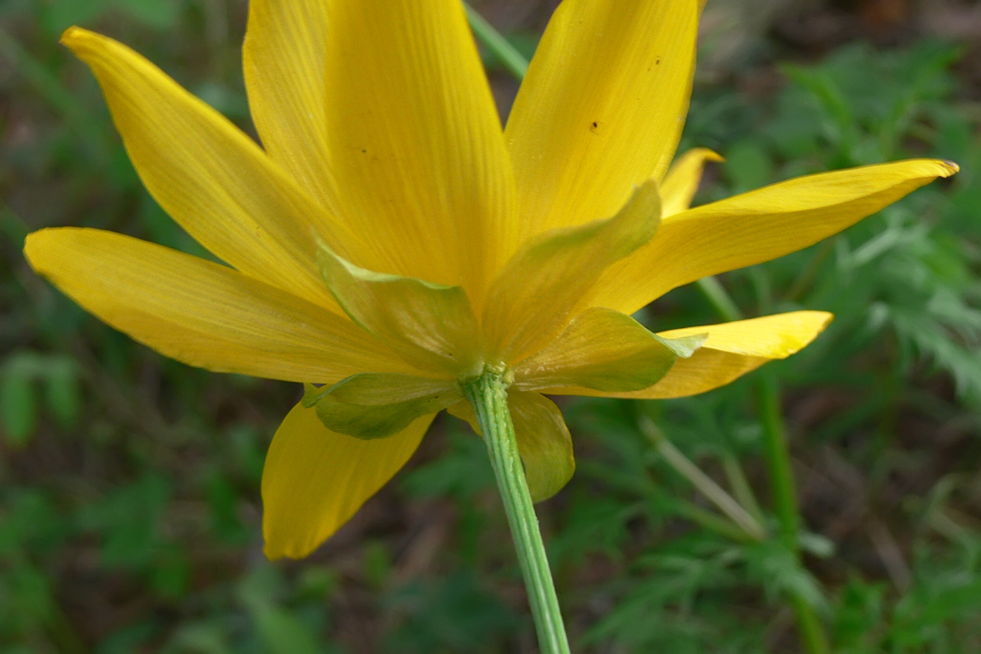Image of Adonis apennina specimen.