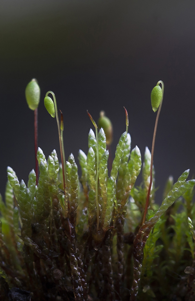 Изображение особи Bryum argenteum.