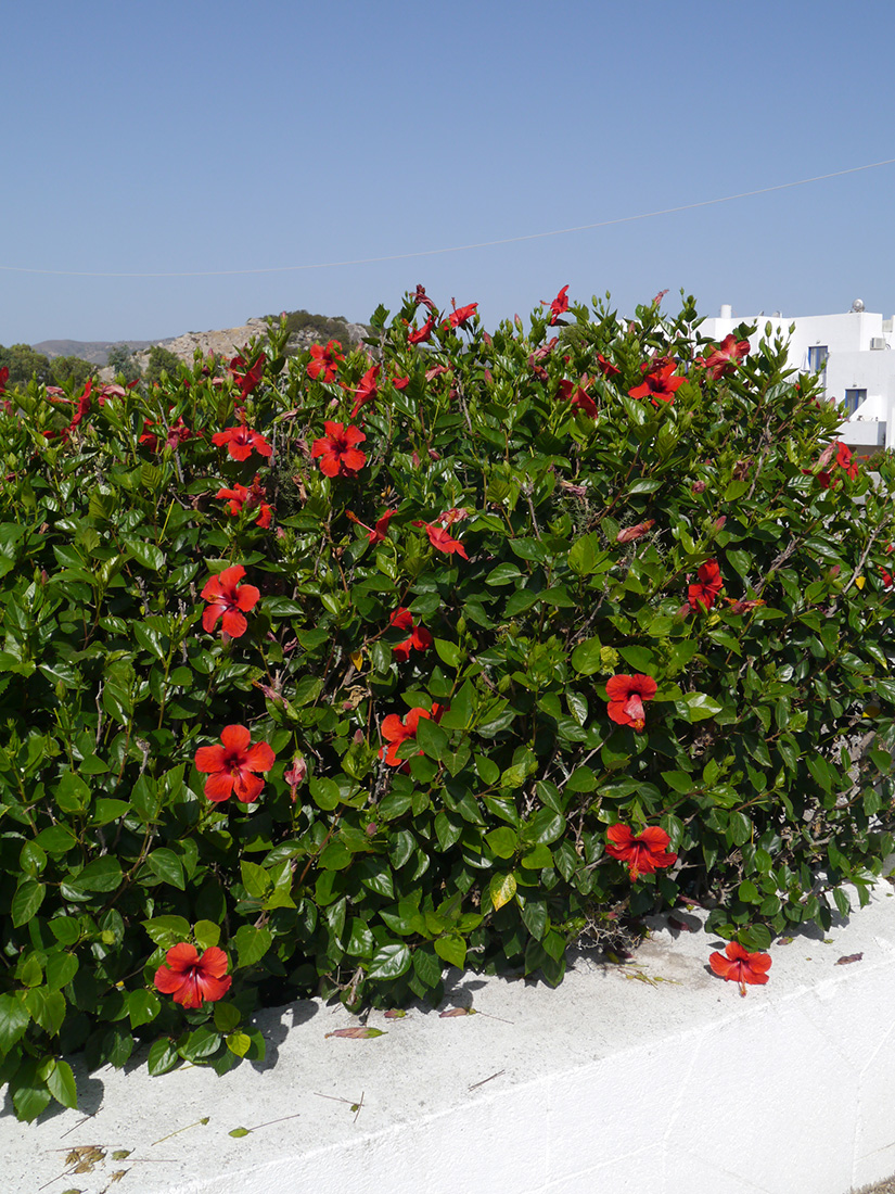 Image of Hibiscus rosa-sinensis specimen.